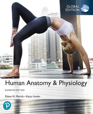 Human Anatomy and Physiology