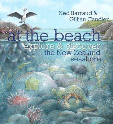 At the Beach: Explore and Discover the New Zealand Seashore